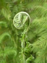 Australian Tree Fern