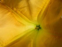 Trumpet Flower, San Diego County