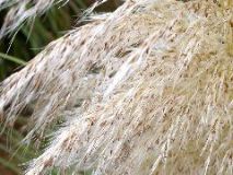 Pampas Grass