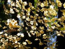Fall Leaves, Oregon