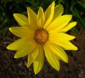 Yellow Flower, San Diego