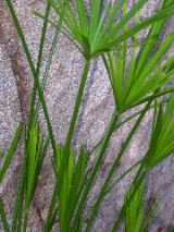 Papyrus, San Diego County
