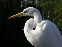 Egret, San Diego Wild Animal Park