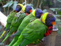 Lorikeets, San Diego Wild Animal Park