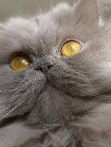 Persian Longhair Cat, San Diego County